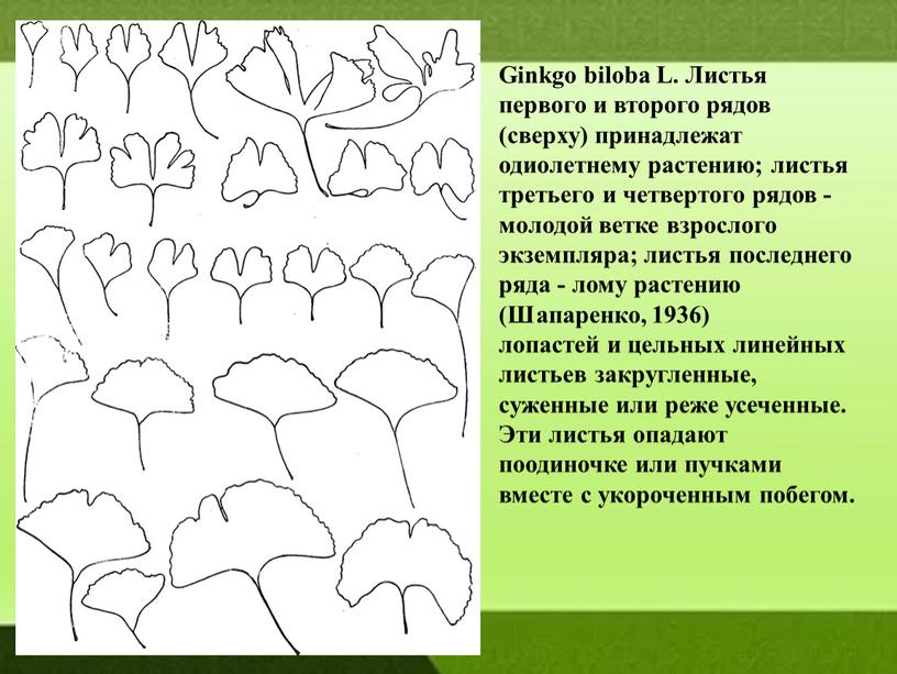 Ginkgo biloba L. Листья первого и второго рядов (сверху) принадлежат одиолетнему растению; листья третьего и четвертого рядов - молодой ветке взрослого экземпляра; листья последнего ряда…