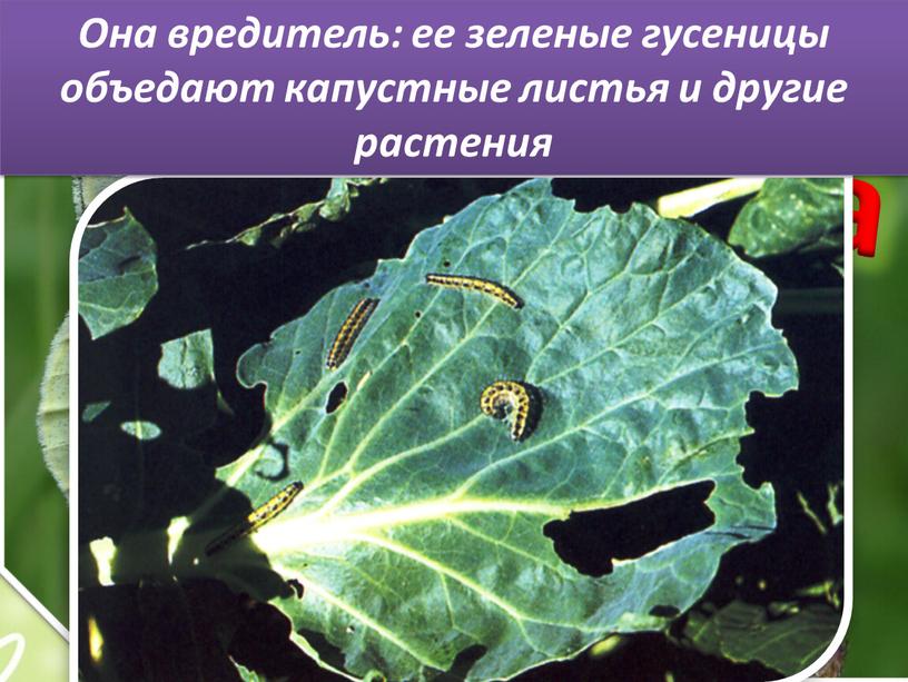 Капустница Она вредитель: ее зеленые гусеницы объедают капустные листья и другие растения