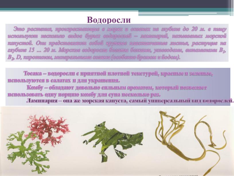 Водоросли Это растения, произрастающие в морях и океанах на глубине до 20 м