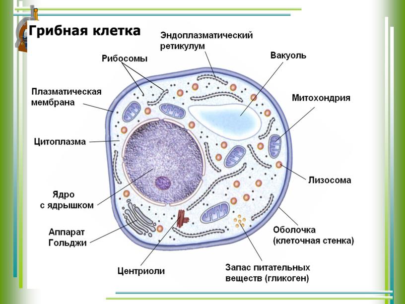 Строение клеток растений животных грибов