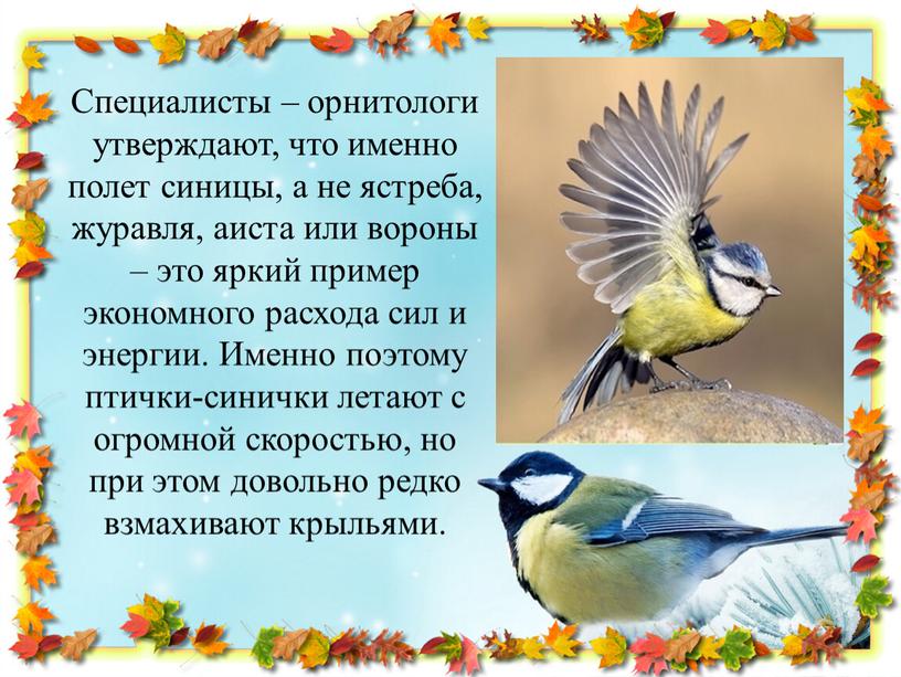 Специалисты – орнитологи утверждают, что именно полет синицы, а не ястреба, журавля, аиста или вороны – это яркий пример экономного расхода сил и энергии