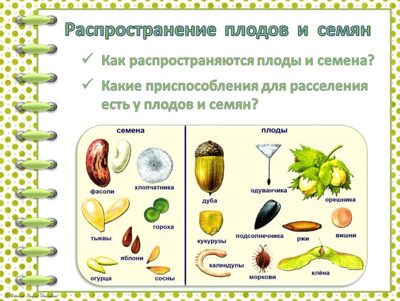 Распространение плодов и семян