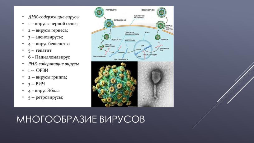 Многообразие вирусов