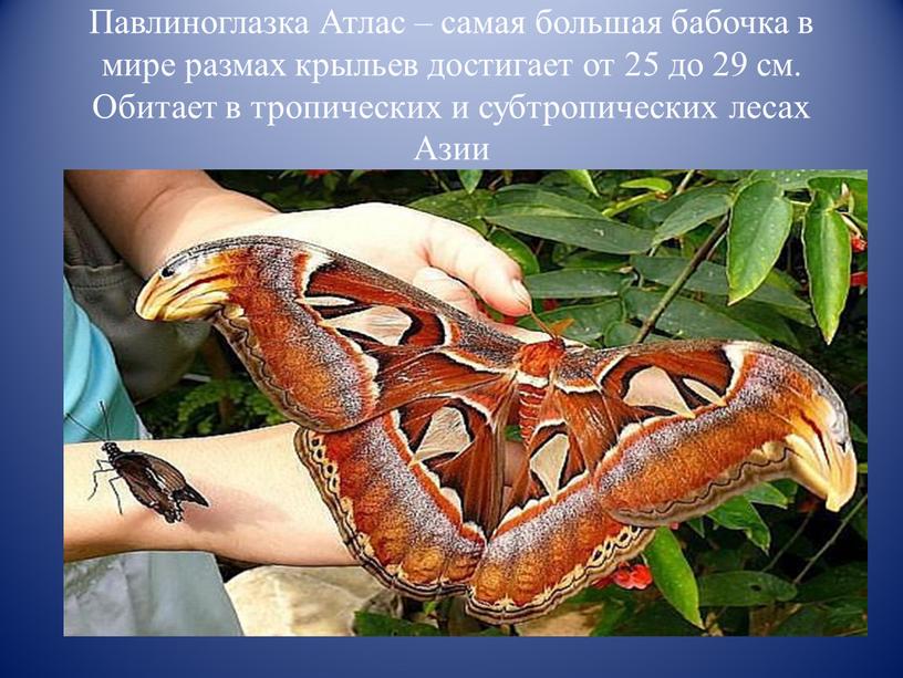 Павлиноглазка Атлас – самая большая бабочка в мире размах крыльев достигает от 25 до 29 см