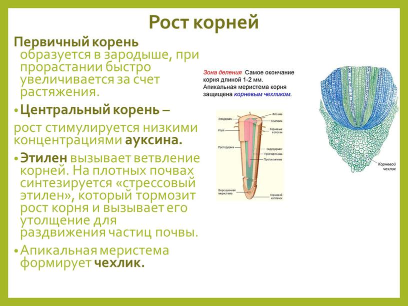 Рост корней Первичный корень образуется в зародыше, при прорастании быстро увеличивается за счет растяжения