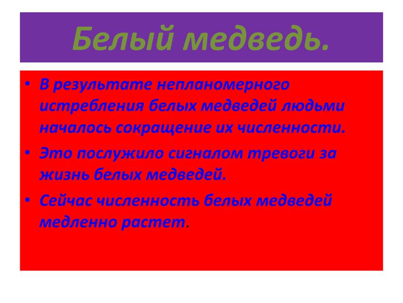 Белый медведь. В результате непланомерного истребления белых медведей людьми началось сокращение их численности