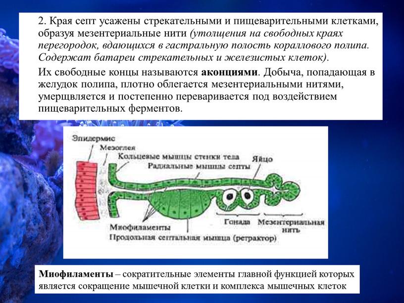 Края септ усажены стрекательными и пищеварительными клетками, образуя мезентериальные нити (утолщения на свободных краях перегородок, вдающихся в гастральную полость кораллового полипа