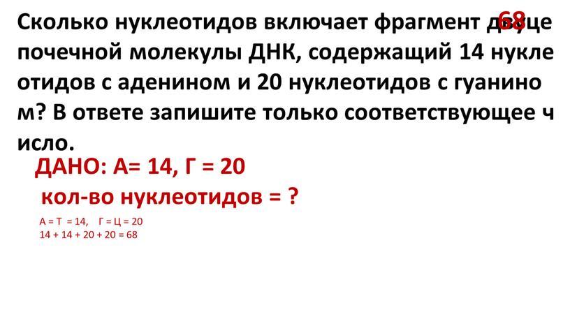 Сколько нуклеотидов включает фрагмент двуцепочечной молекулы