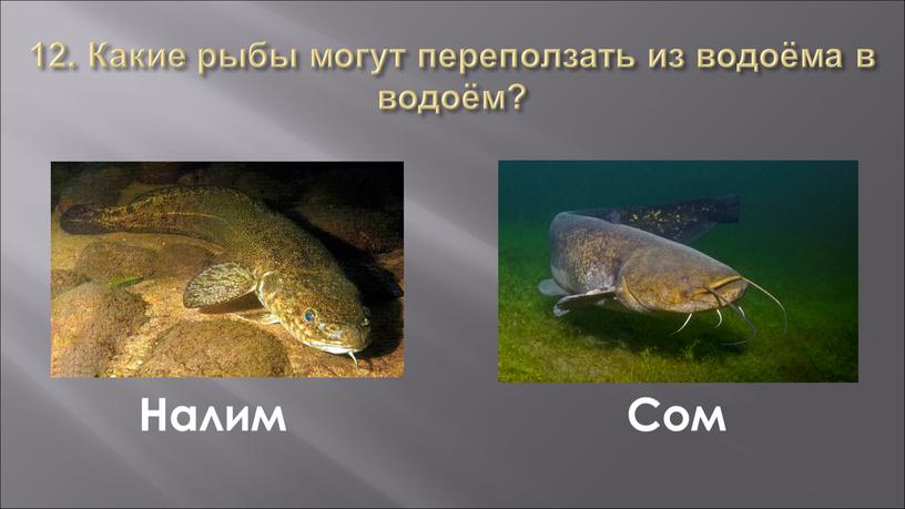 Какие рыбы могут переползать из водоёма в водоём?