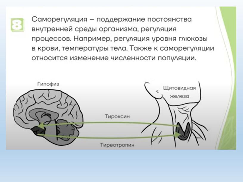 Разбор заданий №1 ОГЭ биология из сборника В.С.Рохлова