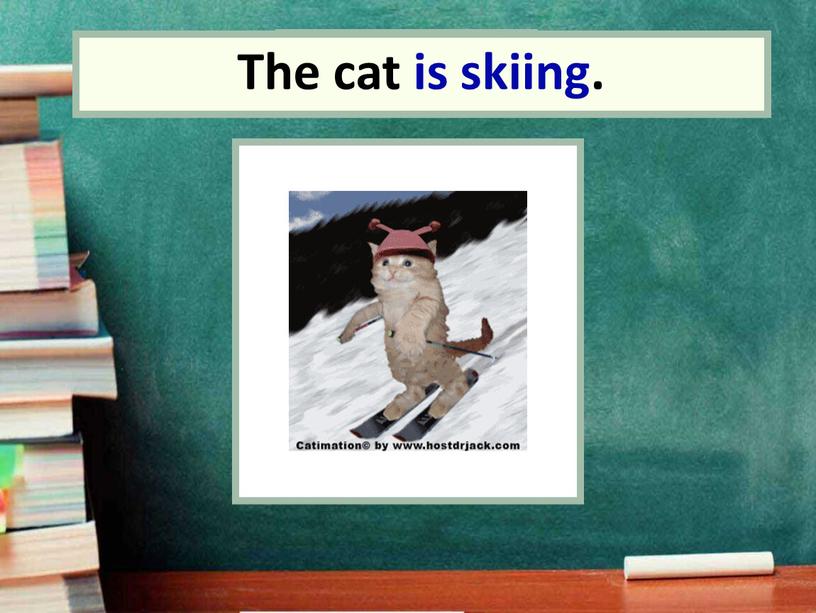 the cat The cat is skiing.