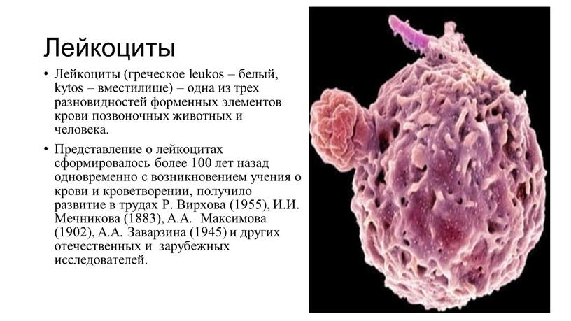 Лейкоциты Лейкоциты (греческое leukos – белый, kytos – вместилище) – одна из трех разновидностей форменных элементов крови позвоночных животных и человека