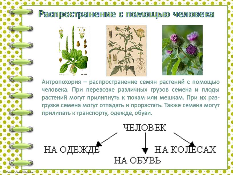 Распространение с помощью человека