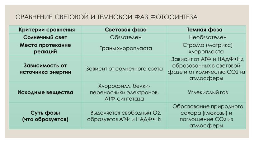 СРАВНЕНИЕ СВЕТОВОЙ И ТЕМНОВОЙ ФАЗ