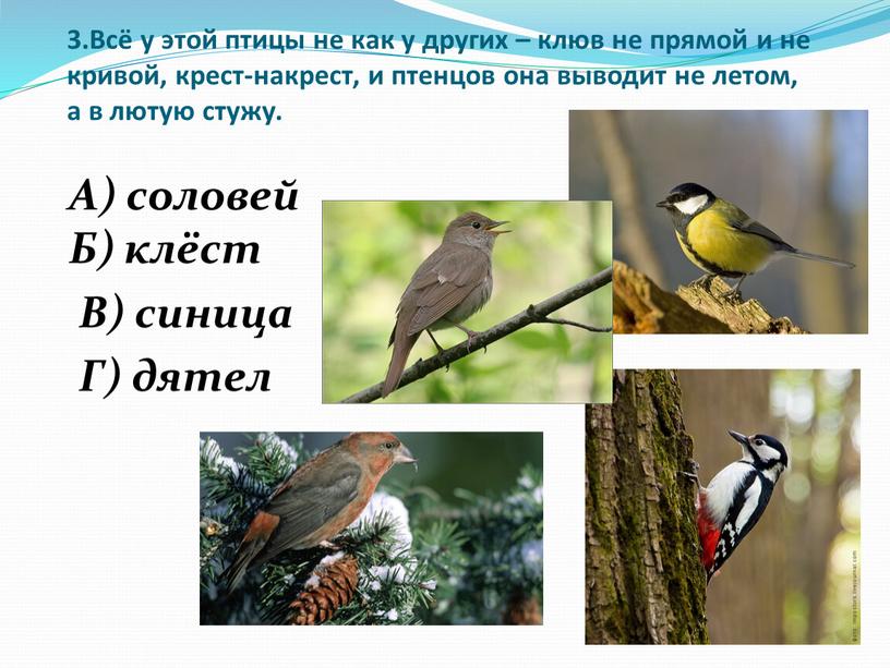 Всё у этой птицы не как у других – клюв не прямой и не кривой, крест-накрест, и птенцов она выводит не летом, а в лютую…
