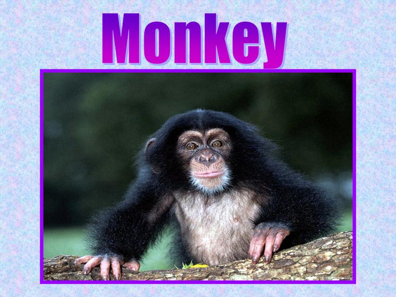 Monkey