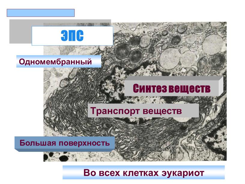 ЭПС Одномембранный Большая поверхность