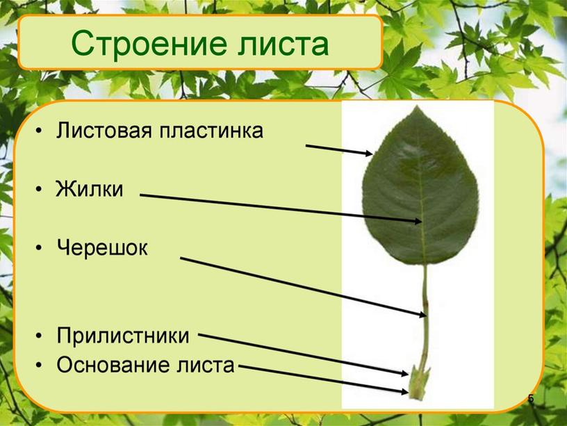 Презентация к уроку по теме "Внешнее и внутреннее строение листа. Значение листьев"