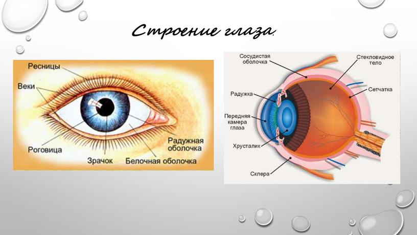 Строение глаза .