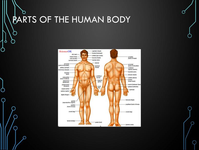Parts of the human body