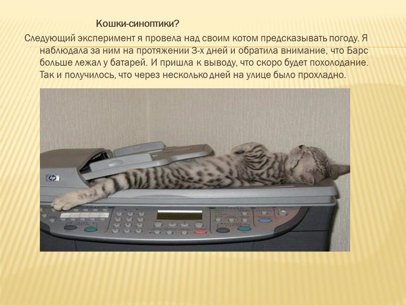 Кошки-синоптики? Следующий эксперимент я провела над своим котом предсказывать погоду