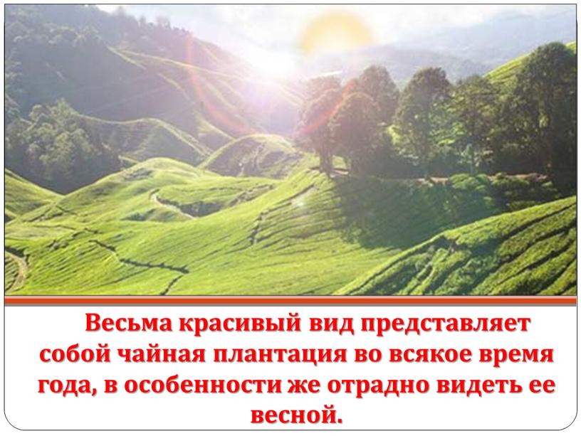 Весьма красивый вид представляет собой чайная плантация во всякое время года, в особенности же отрадно видеть ее весной