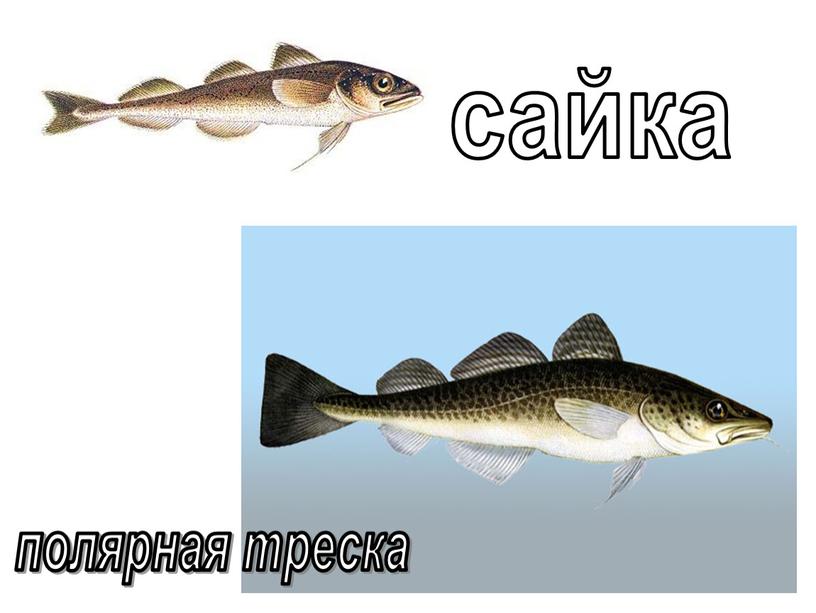 сайка полярная треска