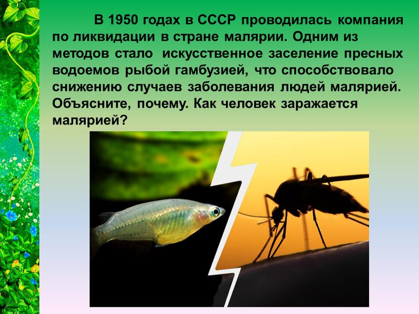 В 1950 годах в СССР проводилась компания по ликвидации в стране малярии