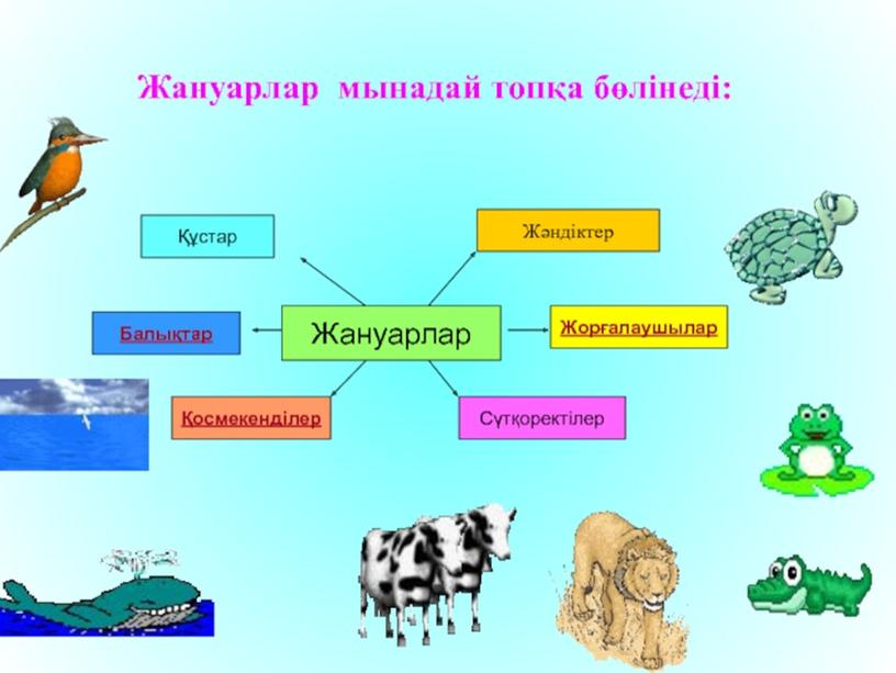 Жануарлар қандай топтарға бөлінеді