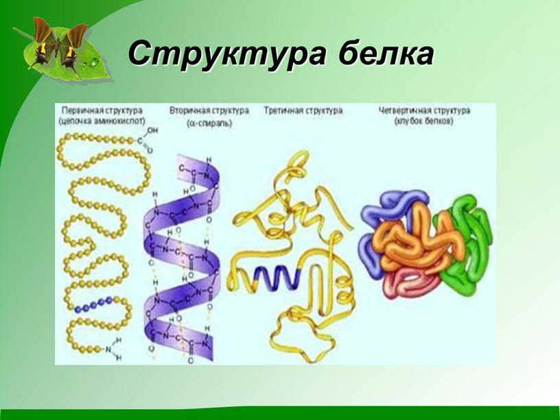 Структура белка