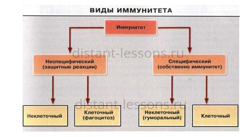 Презентация к уроку биологии в 8 классе по теме "Иммунитет"