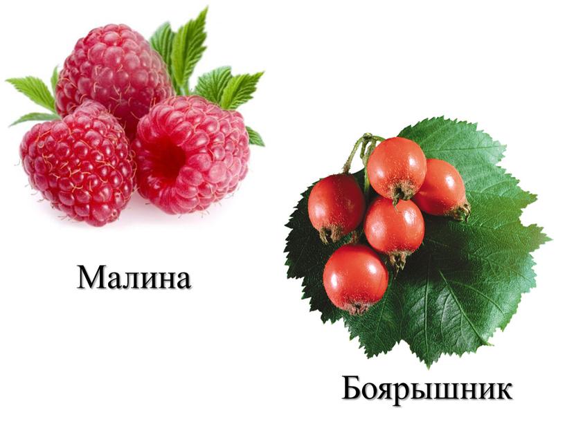 Малина Боярышник