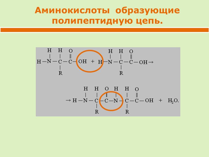 Аминокислоты образующие полипептидную цепь