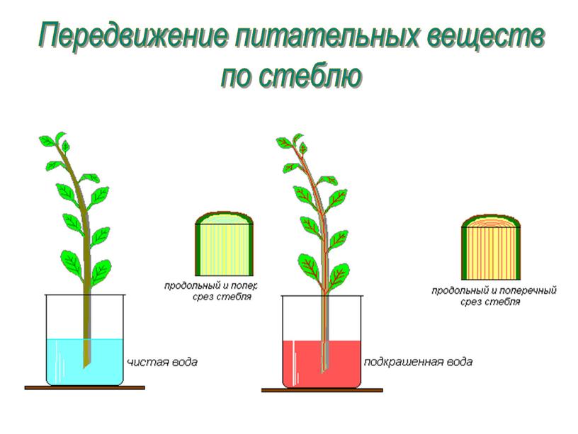 Передвижение питательных веществ по стеблю