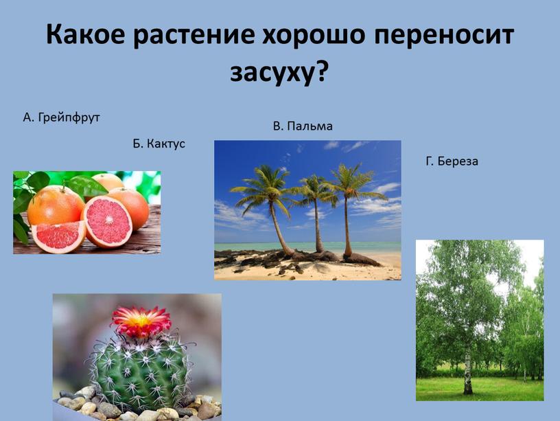 Какое растение хорошо переносит засуху?