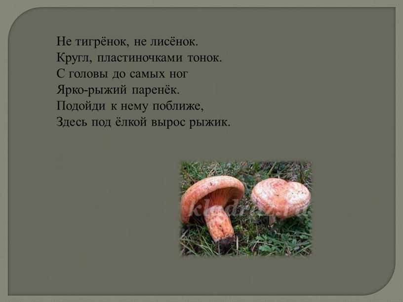 Не тигрёнок, не лисёнок. Кругл, пластиночками тонок