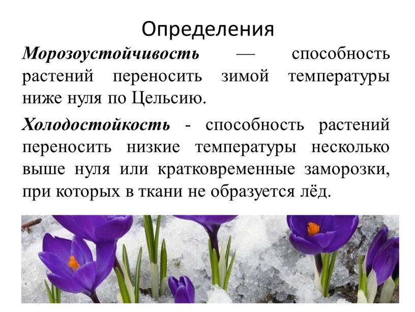 Определения Морозоустойчивость — способность растений переносить зимой температуры ниже нуля по