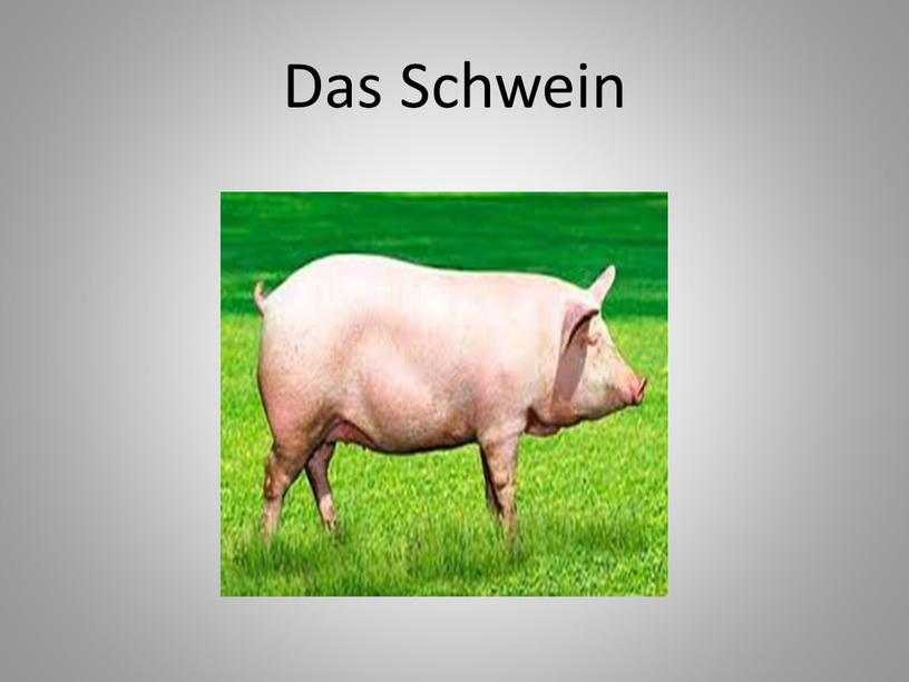 Das Schwein