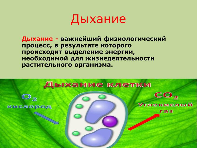 Дыхание Дыхание - важнейший физиологический процесс, в результате которого происходит выделение энергии, необходимой для жизнедеятельности растительного организма