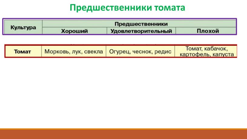 Предшественники томата