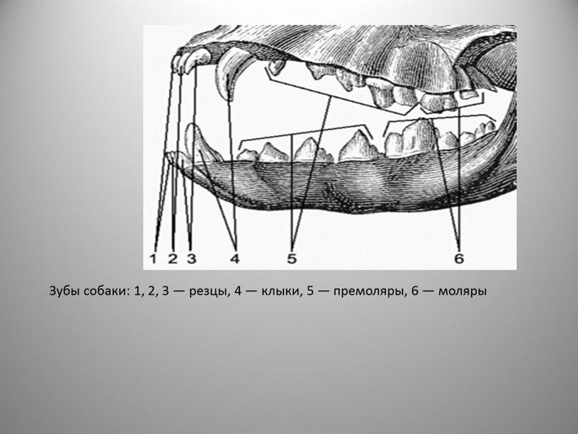 Зубы собаки: 1, 2, 3 — резцы, 4 — клыки, 5 — премоляры, 6 — моляры