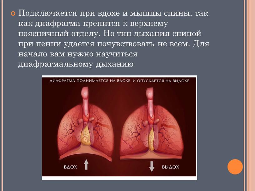 Подключается при вдохе и мышцы спины, так как диафрагма крепится к верхнему поясничный отделу