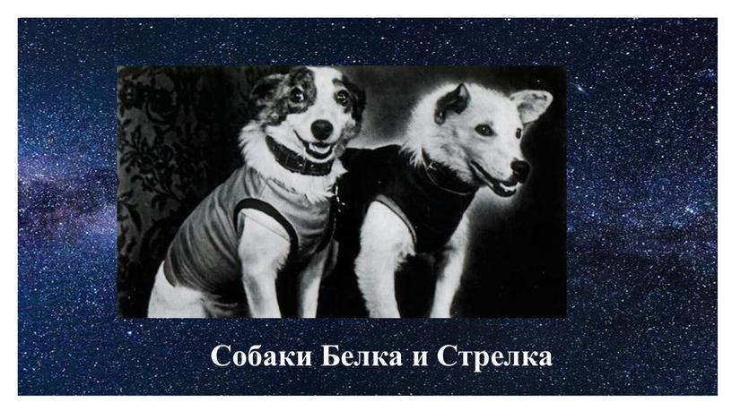 Собаки Белка и Стрелка