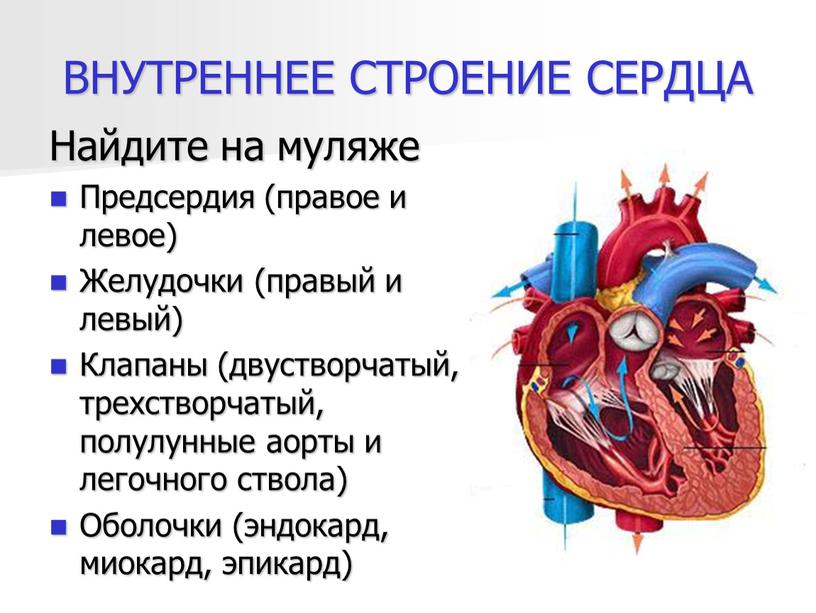 ВНУТРЕННЕЕ СТРОЕНИЕ СЕРДЦА Найдите на муляже