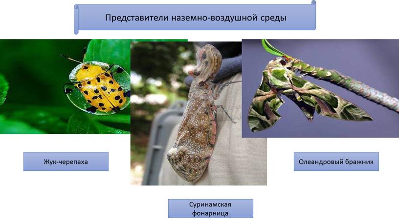 Представители наземно-воздушной среды
