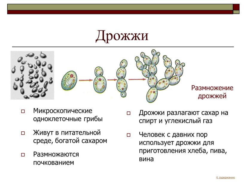 Дрожжи Микроскопические одноклеточные грибы