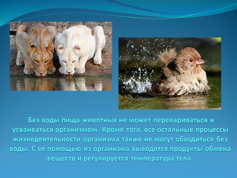 Без воды пища животных не может перевариваться и усваиваться организмом