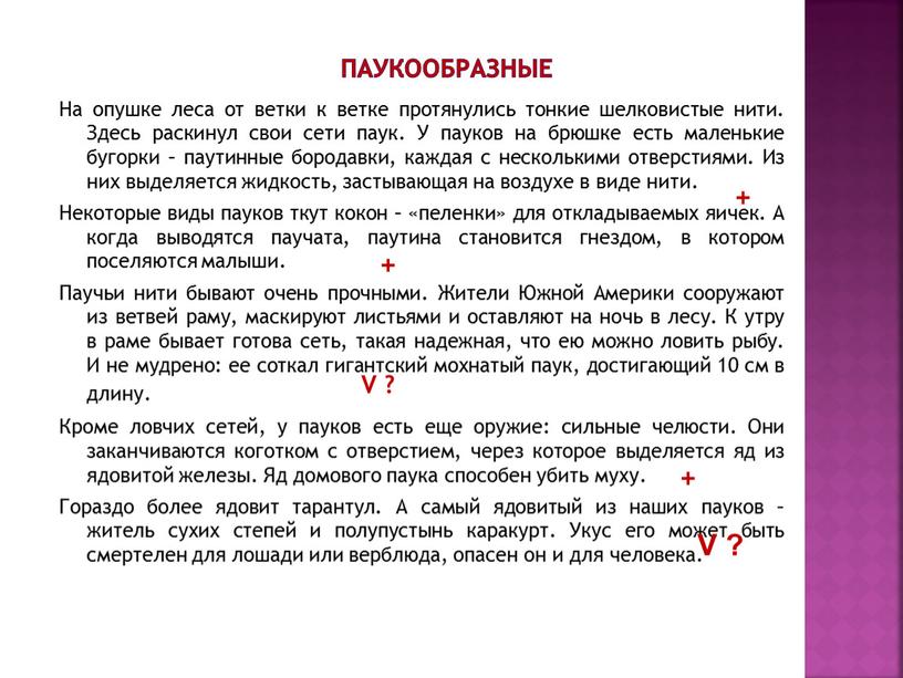 Паукообразные На опушке леса от ветки к ветке протянулись тонкие шелковистые нити