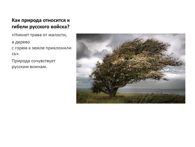 Как природа относится к гибели русского войска? «Никнет трава от жалости, а дерево с горем к земле приклонились»