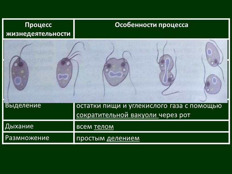 Процесс жизнедеятельности Особенности процесса